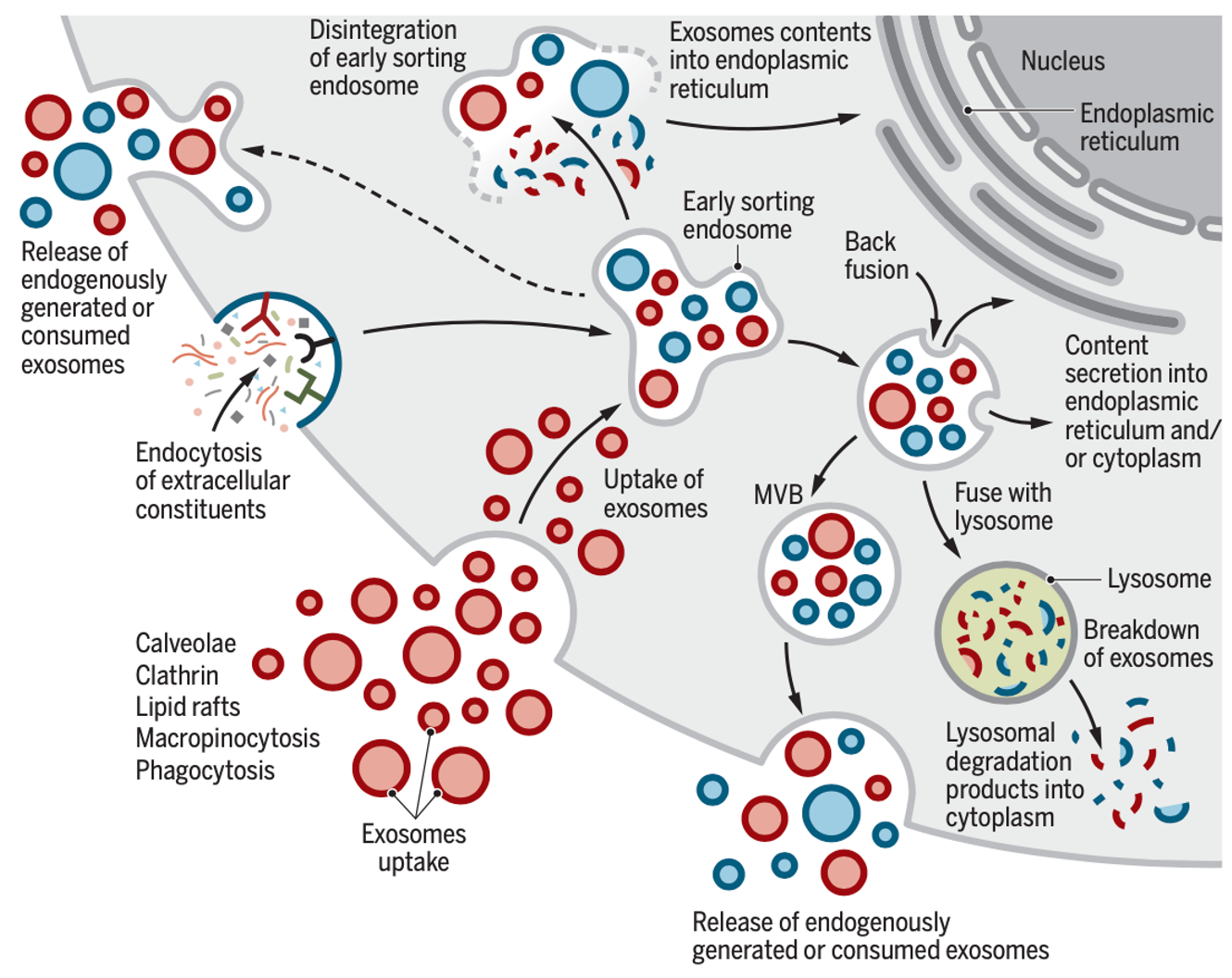 外泌体相关介绍