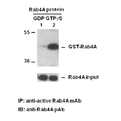 Rab4A-GTP 小鼠单抗