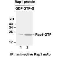 Rap1-GTP 小鼠单抗