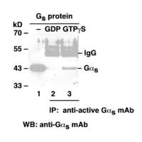 Gαs-GTP 小鼠单抗