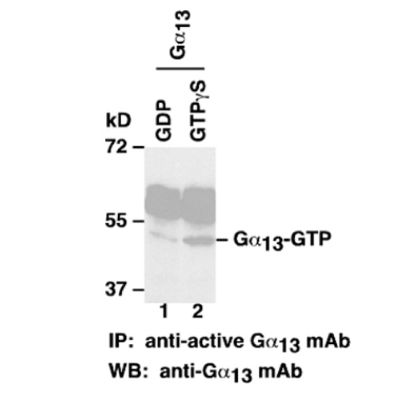 Gα13-GTP 小鼠单抗