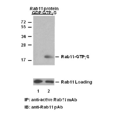 Rab11-GTP 小鼠单抗