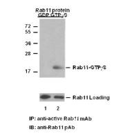 Rab11-GTP 小鼠单抗