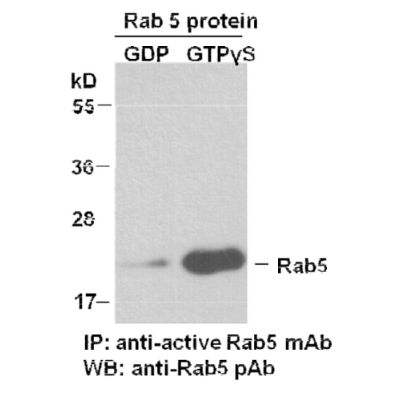 Rab5-GTP 小鼠单抗