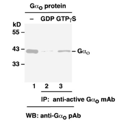 Gαo-GTP 小鼠单抗