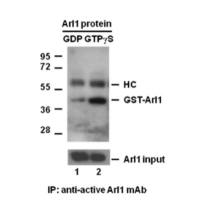 Arl1-GTP 小鼠单抗
