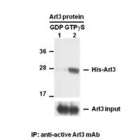 Arl3-GTP 小鼠单抗