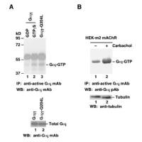 Gαi-GTP 小鼠单抗