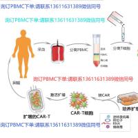 冻存Human PBMC上海睿安生物19121878899微信同号