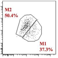 巨噬细胞分型流式分析