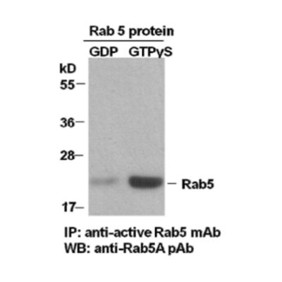 Rab5A Pull-Down Activation Assay Kit