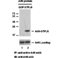 Arf6 Pull-Down Activation Assay Kit