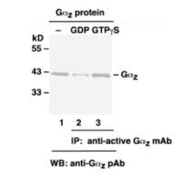Gαz Pull-Down Activation Assay Kit