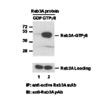 Rab3A Pull-Down Activation Assay Kit