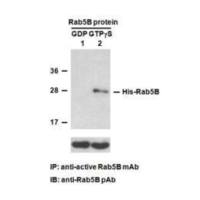 Rab5B Pull-Down Activation Assay Kit