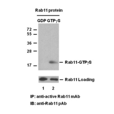 Rab11 Pull-Down Activation Assay Kit