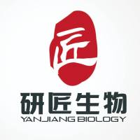 293T [HEK-293T] (人胚肾细胞) (STR鉴定正确)