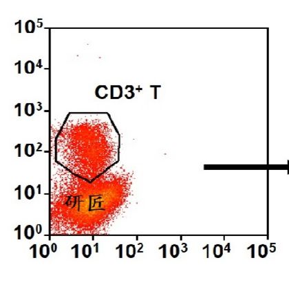 T细胞分群流式分析