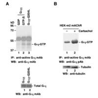 Arl3 Pull-Down Activation Assay Kit