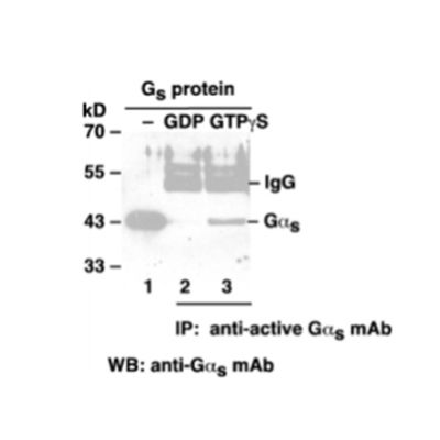 Gαs Pull-Down Activation Assay Kit