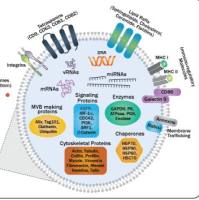 外泌体技术服务