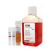 內皮細胞培養基（ECM）