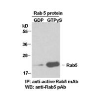 Rab5 Pull-Down Activation Assay Kit