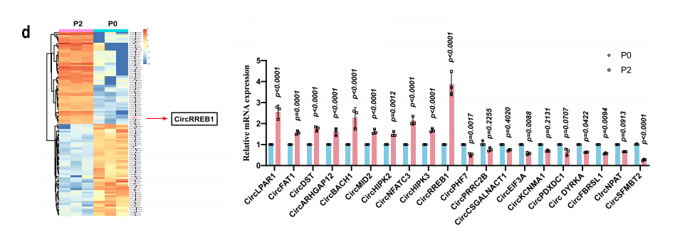 分子探针与表观遗传学研究好文分享：CircRREB1通过FASN翻译后修饰介导软骨细胞中脂质代谢相关的衰老表型