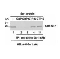 Sar1 Pull-Down Activation Assay Kit
