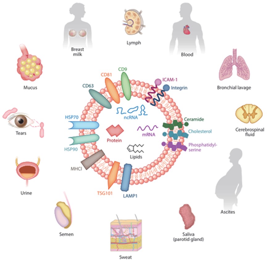 外泌体宝典——快来认识外泌体