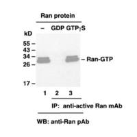 Ran Pull-Down Activation Assay Kit
