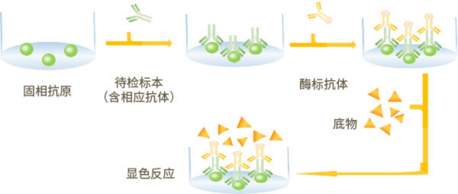 ELISA 试剂盒技术原理及方法对比