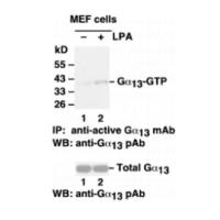 Gα13 Pull-Down Activation Assay Kit
