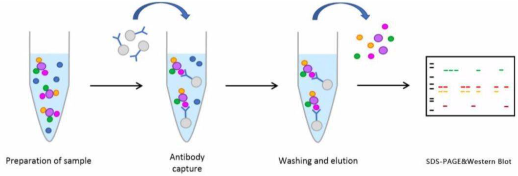 CHIP 染色质免疫共沉淀实验