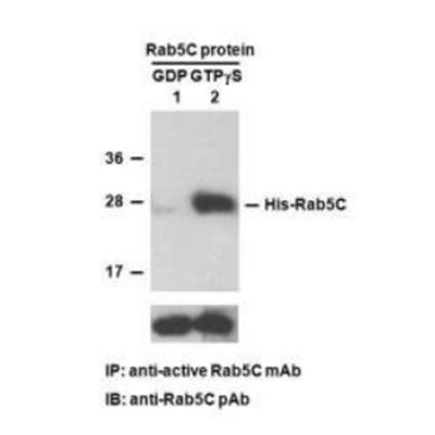 Rab5C Pull-Down Activation Assay Kit