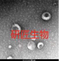 外泌体宝典——快来认识外泌体