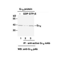 Ras Pull-Down Pull-Down Assay Kit