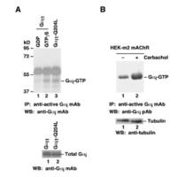 Gαi Pull-Down Activation Assay Kit