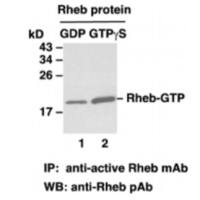 RheB Pull-Down Activation Assay Kit