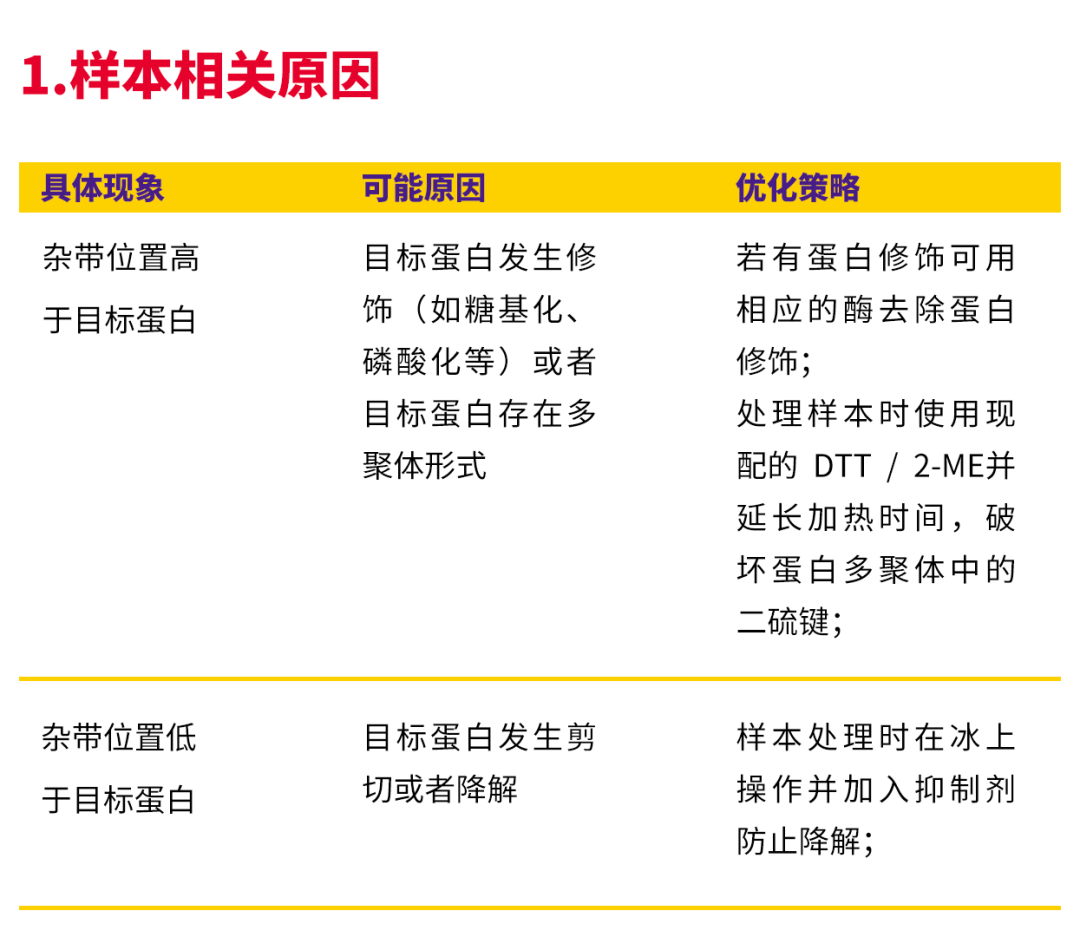 干货 | 师兄爆肝熬夜整理的WB&IF 实验技巧