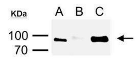 破案啦！师姐的IP实验原来是这么做的