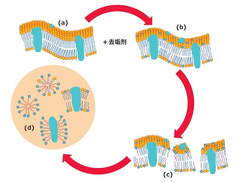 去垢剂如何帮助膜蛋白增溶？
