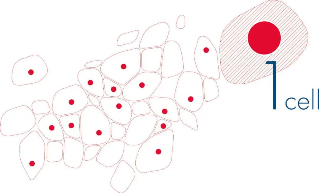 单细胞及微量核酸测序方案