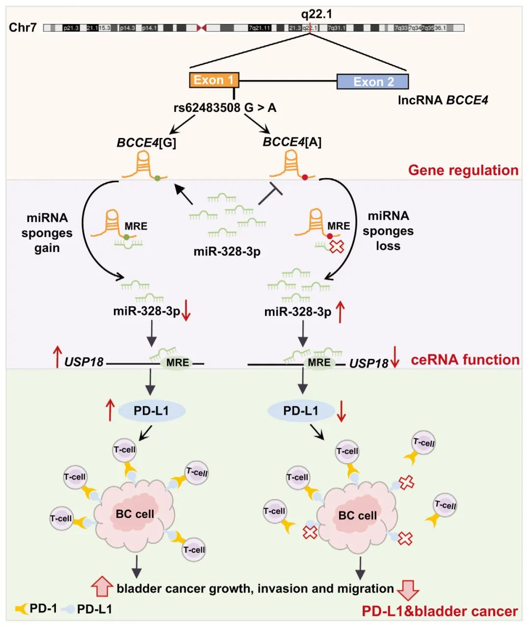 lncRNA研究进展盘点丨20230915期
