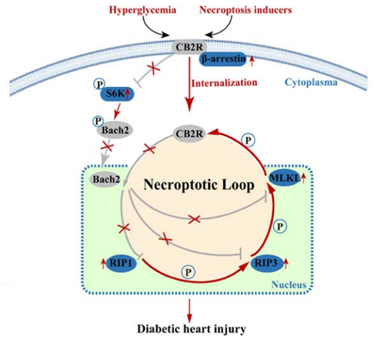 Circulation丨调控糖尿病心肌损伤“新机制”