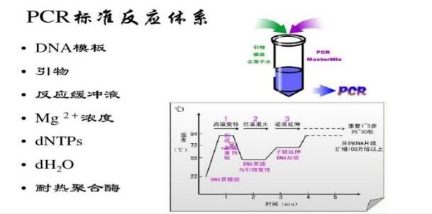 PCR反应体系与反应条件系统分析