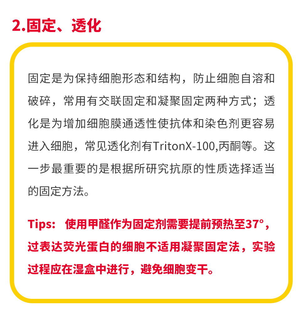 干货 | 师兄爆肝熬夜整理的WB&IF 实验技巧