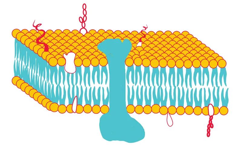 去垢剂如何帮助膜蛋白增溶？