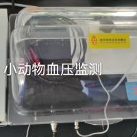 大小鼠血压检测实验