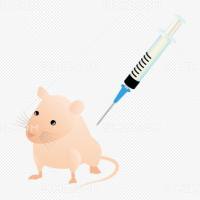 动脉粥样硬化模型